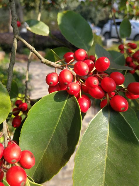 冬青先令|冬青（冬青科冬青属植物）